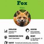 Foxes2