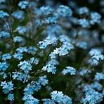 forget me not flowers meaning1