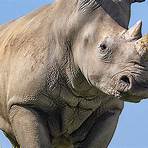 rinoceronte nome científico2