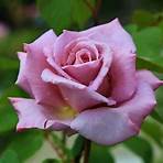 purple rose images free download1
