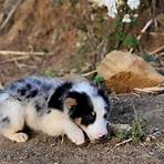 border collie filhote4