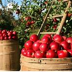 gourmet carmel apple orchard restaurant in columbus ohio website2
