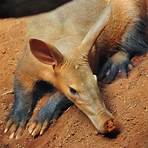 why aardvark has a sticky tongue meaning1