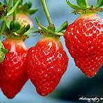 小林製藥 喉嚨痛噴劑 草莓4