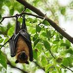 flying foxes5