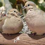 mourning dove pictures4