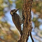 pileated woodpecker2