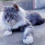 maine coon criadores1