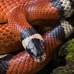 milk snake poisonous2