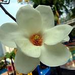 magnolias2