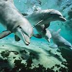 Bottlenose dolphin wikipedia3