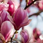 magnolien aus samen ziehen2