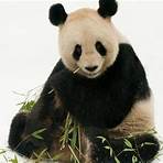 panda bear3