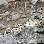 leopardo de las nieves alimentacion1