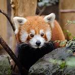 what are the red pandas habits quiz3