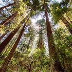 redwood reserves1