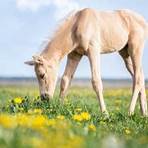What is a palomino horse?2
