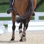 what is a serpentine in dressage terms3