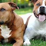staffordshire american terrier3