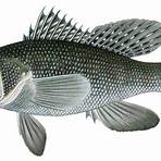 sea bass fish wikipedia1