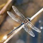 dragonfly pictures1