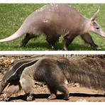 Why Aardvark Has a Sticky Tongue1