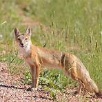 types of fox animals5