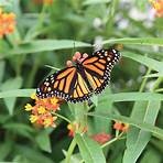 niagara parks butterfly conservatory coupon4