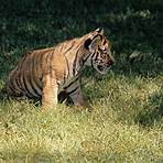 What is the scientific name for a Bengal tiger?2