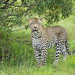 leopard5