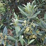 olive tree5