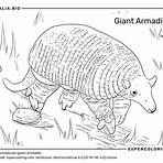 giant armadillo size3