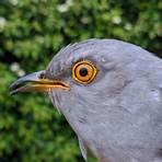 cuckoo ornithology4