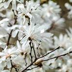 magnolia stellata3
