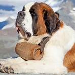 Are Saint Bernards good rescue dogs?3