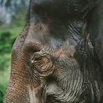 asian elephant wikipedia3