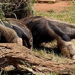 How big is a giant anteater in feet?2