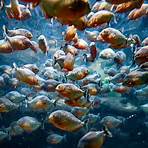 What are some interesting facts about Piranha?4