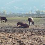 le cheval est mon ami3