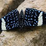 Butterflies4