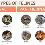 types of feline cats1