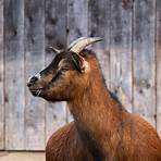 Billy Goat Pictures1