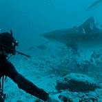 artículos de divulgación científica cortos para niños de tiburones4