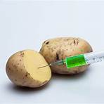why are potatoes genetically modified food dangers in water3