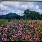 texas wildflowers list3