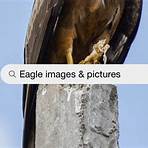 Eagle Pictures5