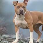 staffordshire american terrier4