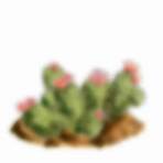 cacti of the sonoran desert3