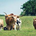 what is the history of ankara beef in texas2