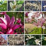 magnolia liliflora3